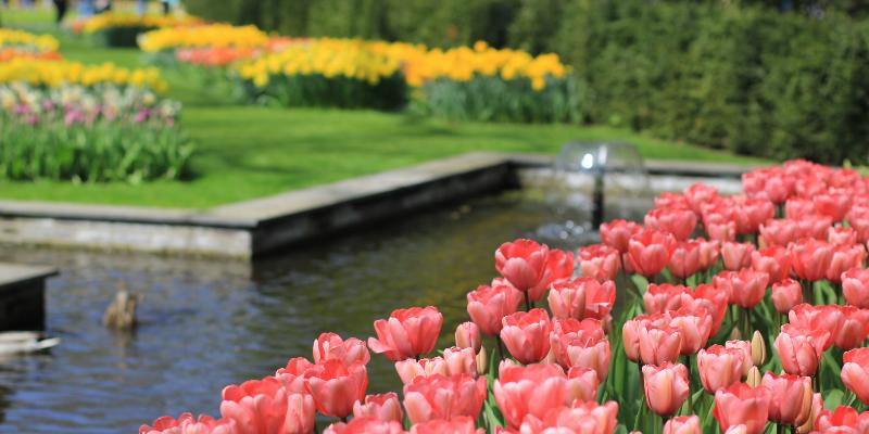 Belgija - Olandija su galimybe apsilankyti gėlių parke „Keukenhof“ (6 d.) (skrydis iš Vilniaus) GRUPĖ TIK IŠ LIETUVOS!