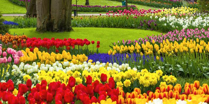 4 d. Kelionė į Belgiją - Olandiją su galimybe apsilankyti gėlių parke „Keukenhof“ (skrydis iš Vilniaus) GRUPĖ TIK IŠ LIETUVOS!