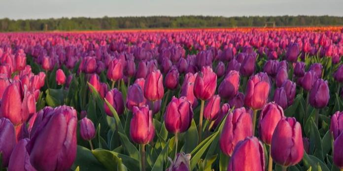 Минск - Пинск -Тышковичи (Тюльпановые поля)