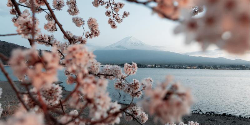 Неизведанная Япония в сезон цветения сакуры. Экскурсионный тур из Минска