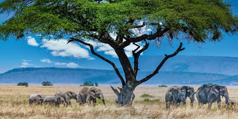 Afrikos oazė - Safari džipais po Keniją (skrydis iš Rygos)